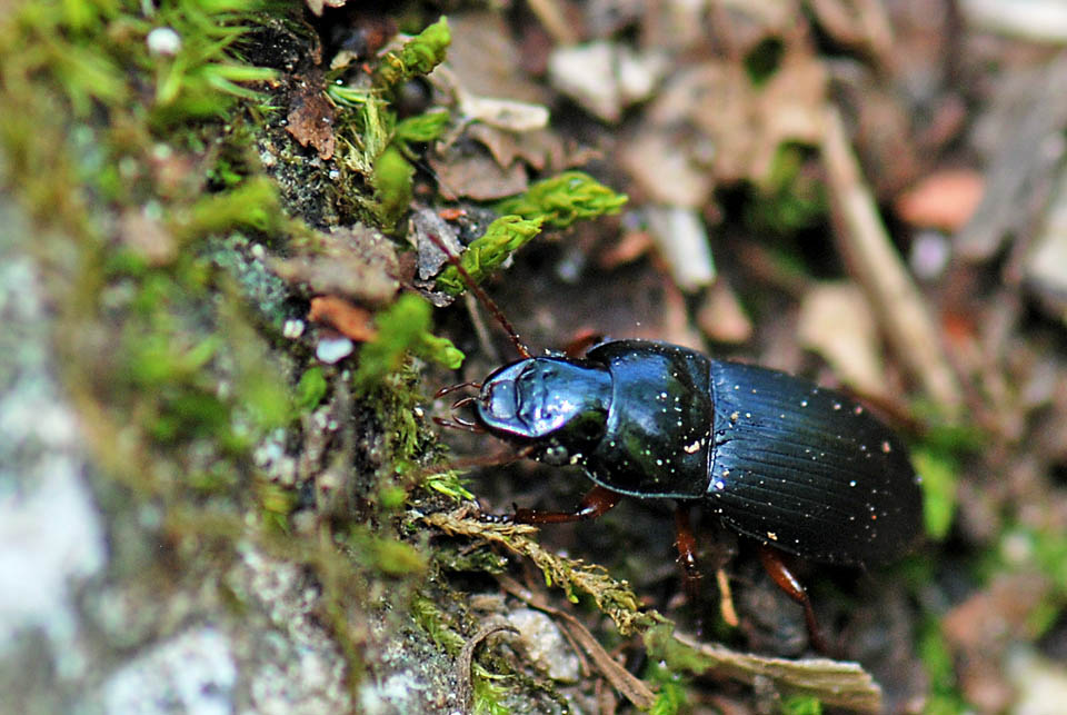 Carabidae zampe rosse da ID: Harpalus rubripes